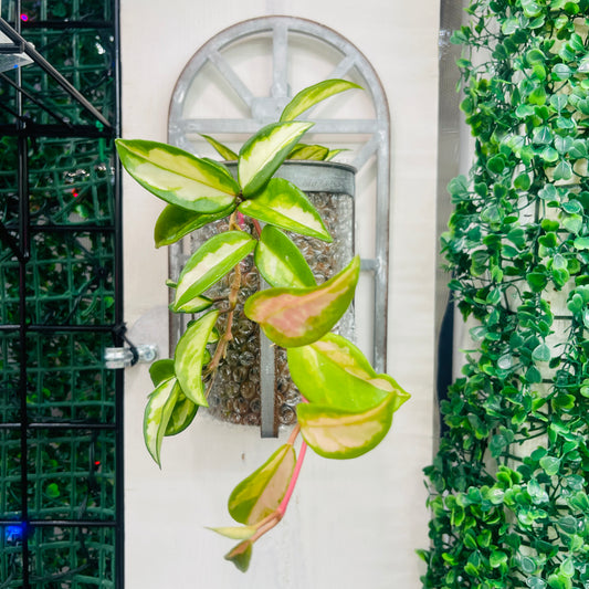 Hoya Carnosa Tricolor, Rustic Wall Vase, Pre-Planted