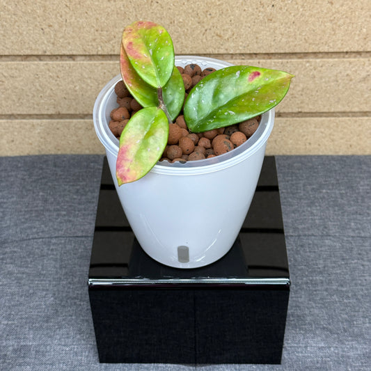 Hoya Pubicalyx Bright One, Pre-Planted