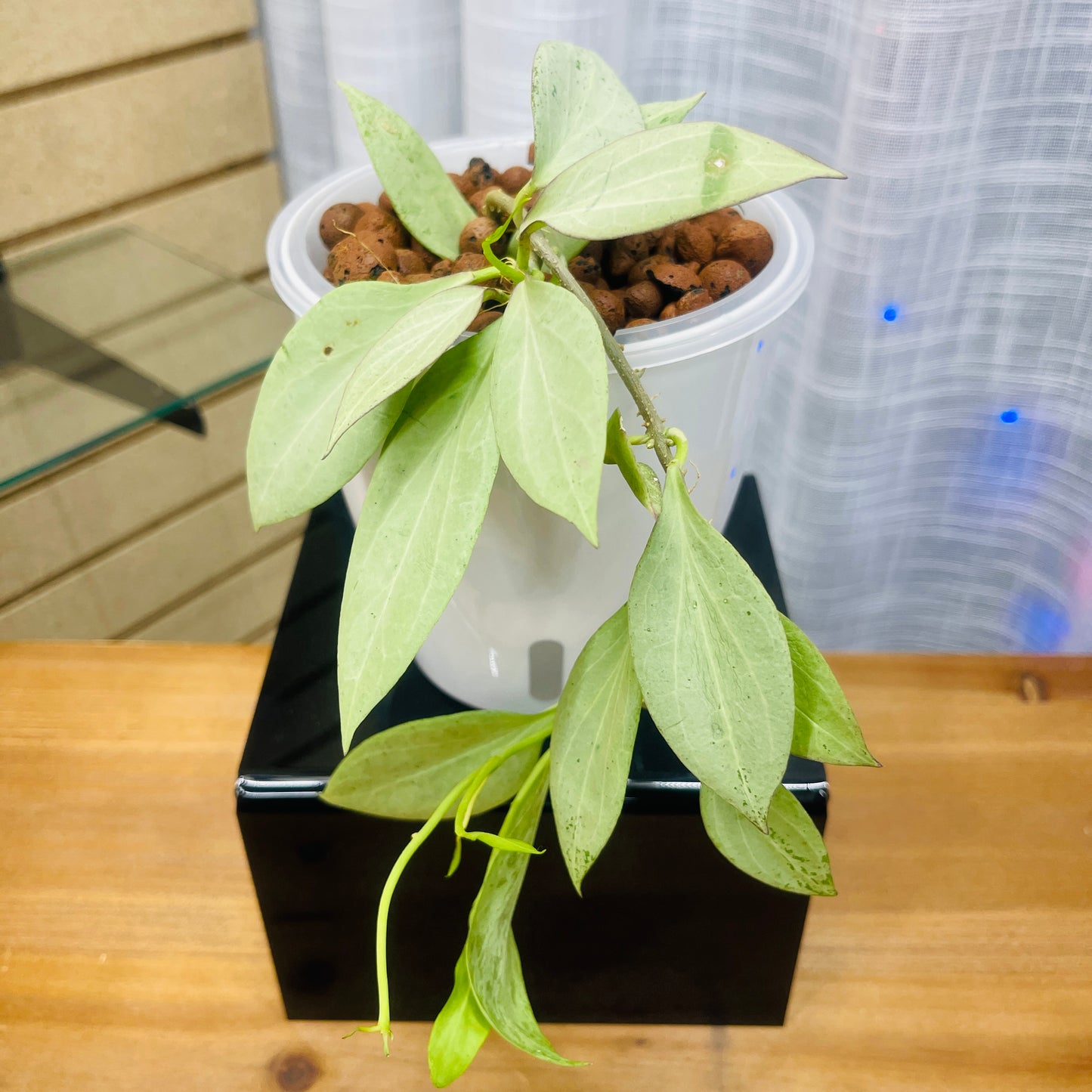 Hoya New Guinea Ghost,  Pre-Planted