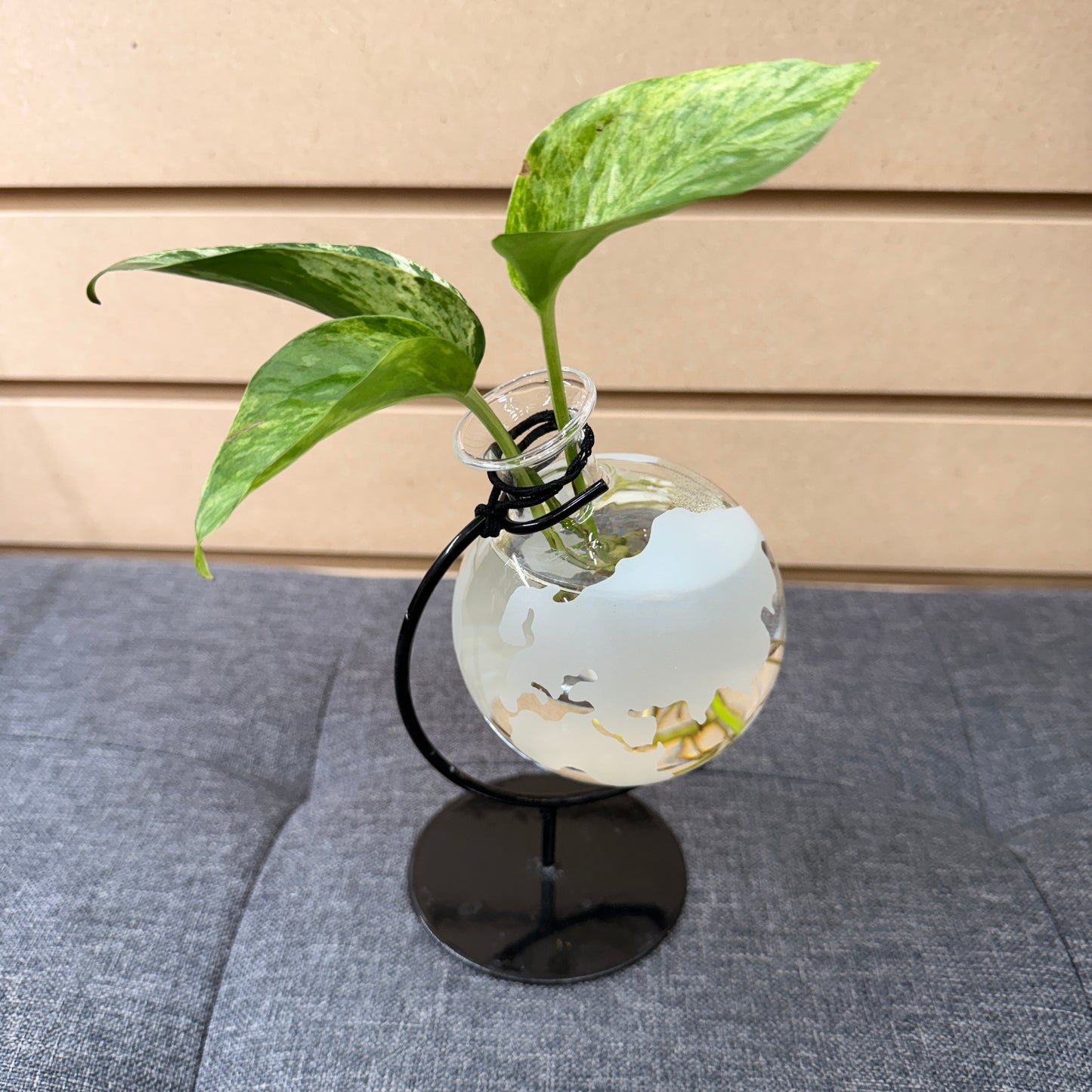 Vase with Plant