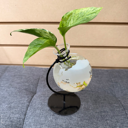 Vase with Plant
