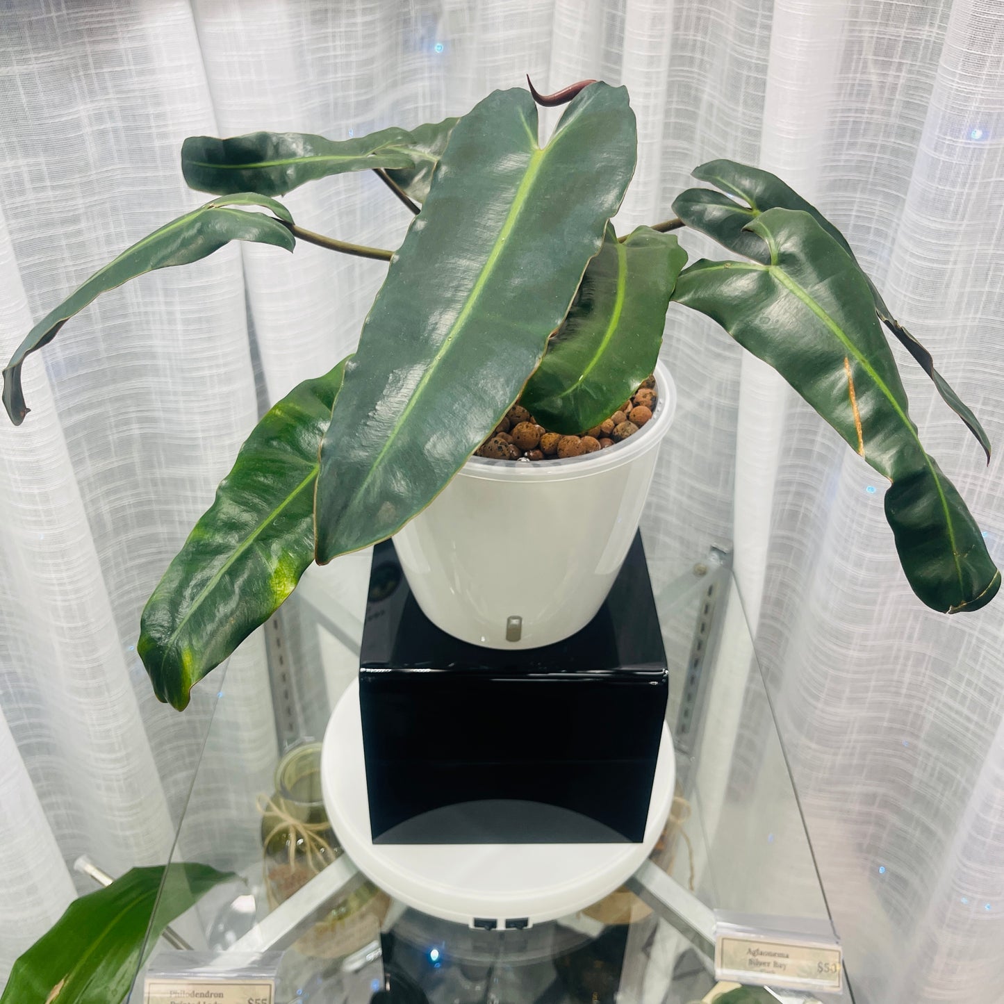 Philodendron Billietiae x Atabapoense 7 Inch,  Pre-Planted