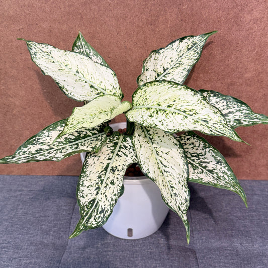Aglaonema First Diamond 7 Inch, Pre-Planted