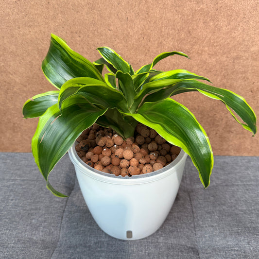 Dracaena Tornado 7 Inch, Pre-Planted