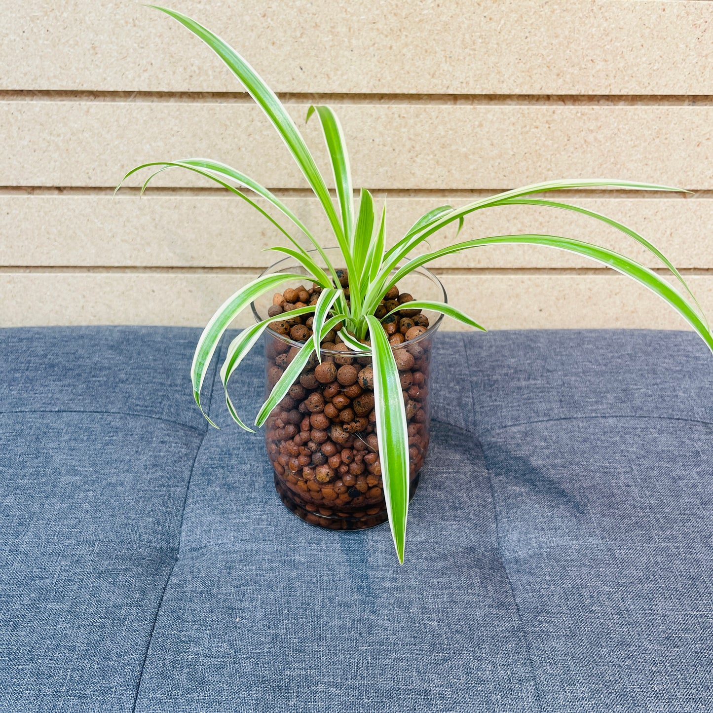 Spider Plant "Pauline" Chlorophytum Comosum Stout Vase,  Pre-Planted