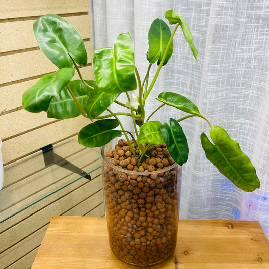 Philodendron Burle Marx Vase Gold Base, Pre-Planted