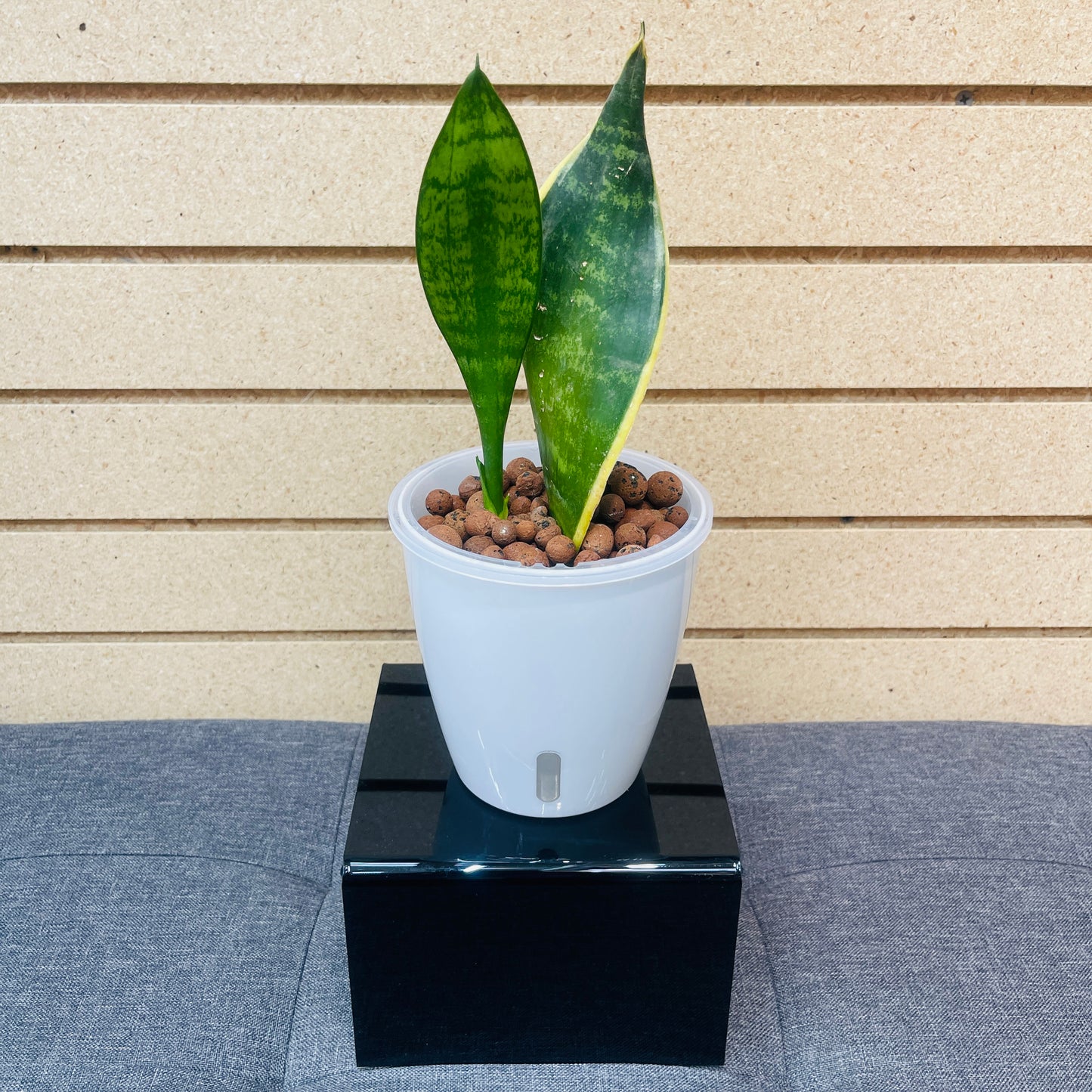 Sansevieria Snake Plant Laurentii, Pre-Planted