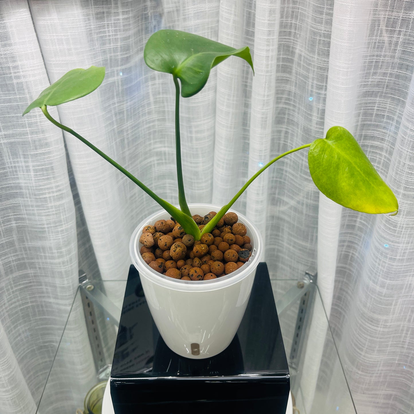 Monstera Deliciosa, Split-Leaf Philodendron,  Pre-Planted