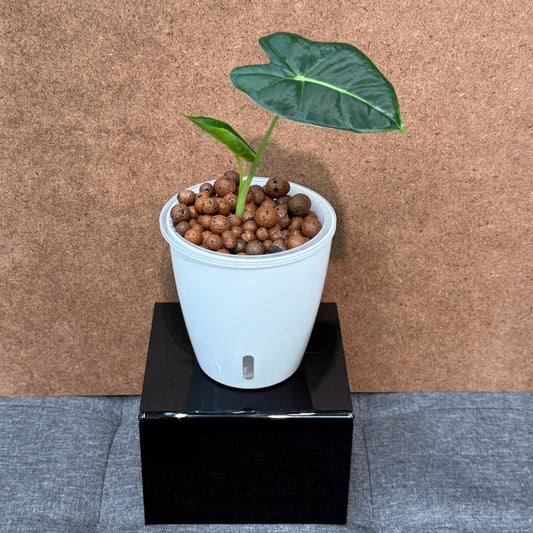 Alocasia Frydek, Pre-Planted
