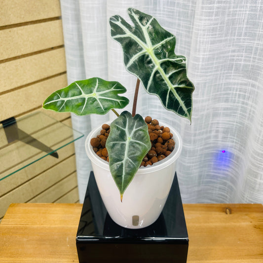 Alocasia Dragon Tooth, Pre-Planted