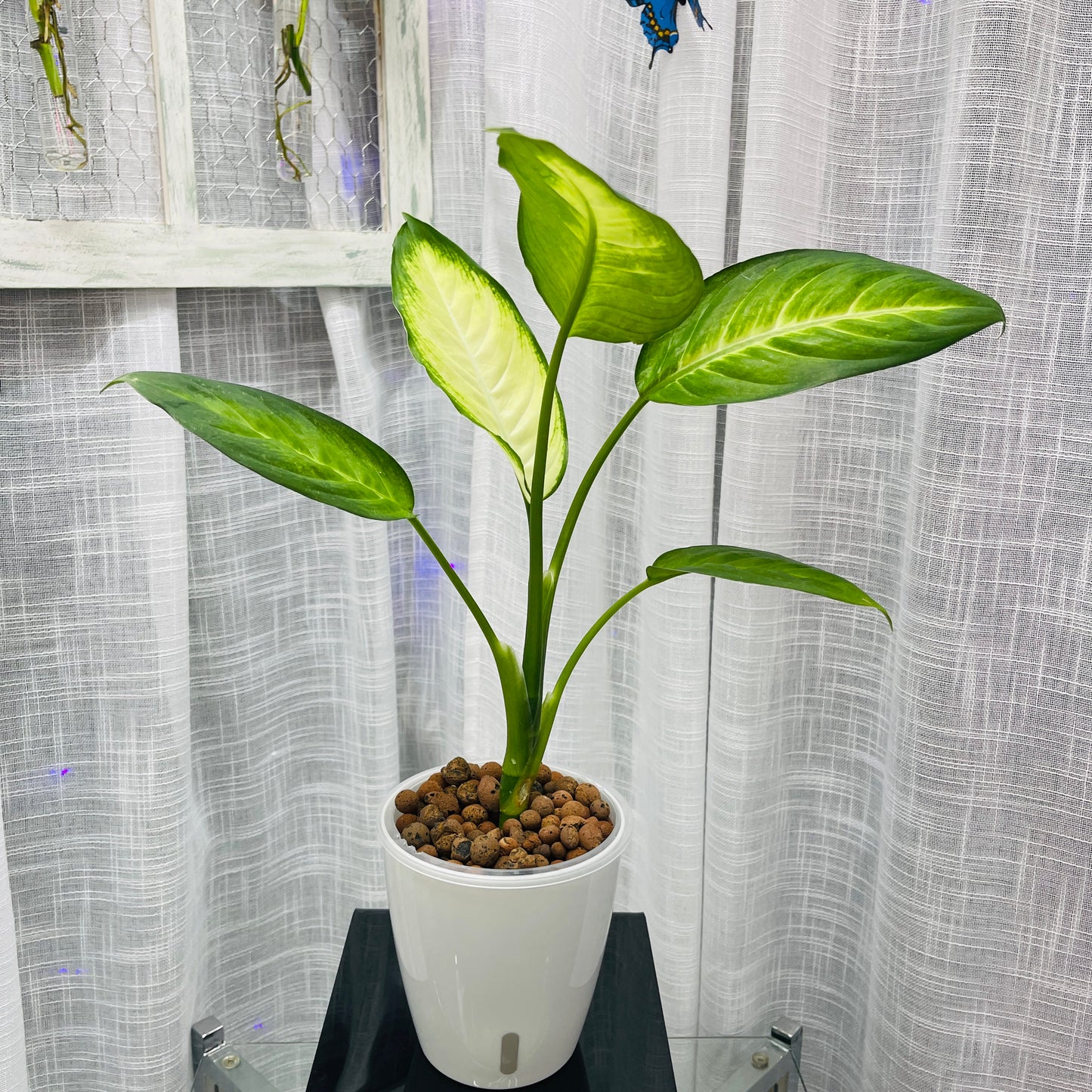 Dieffenbachia Tropic Marianne, Pre-Planted