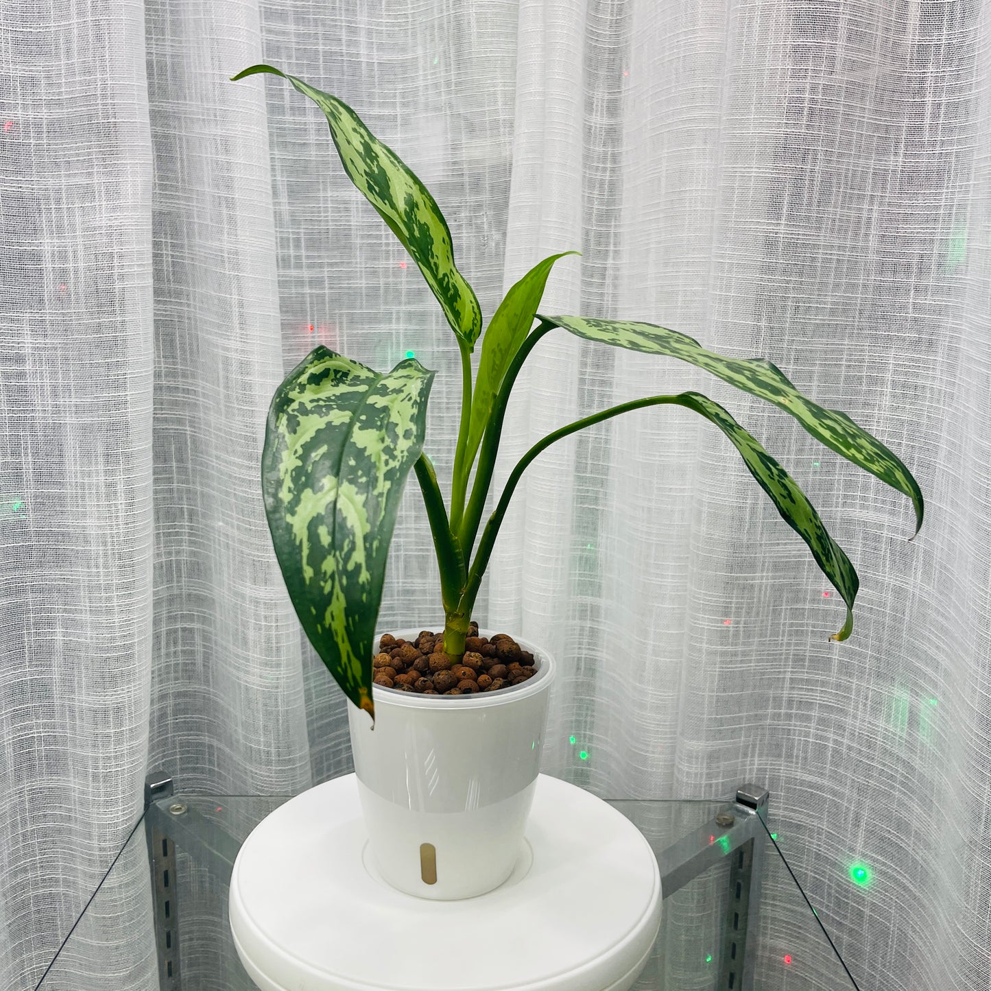 Aglaonema Cutlass, Pre-Planted