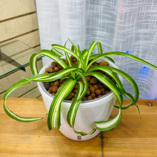 Spider Plant Curly "Pauline" Chlorophytum Comosum 7 Inch,  Pre-Planted