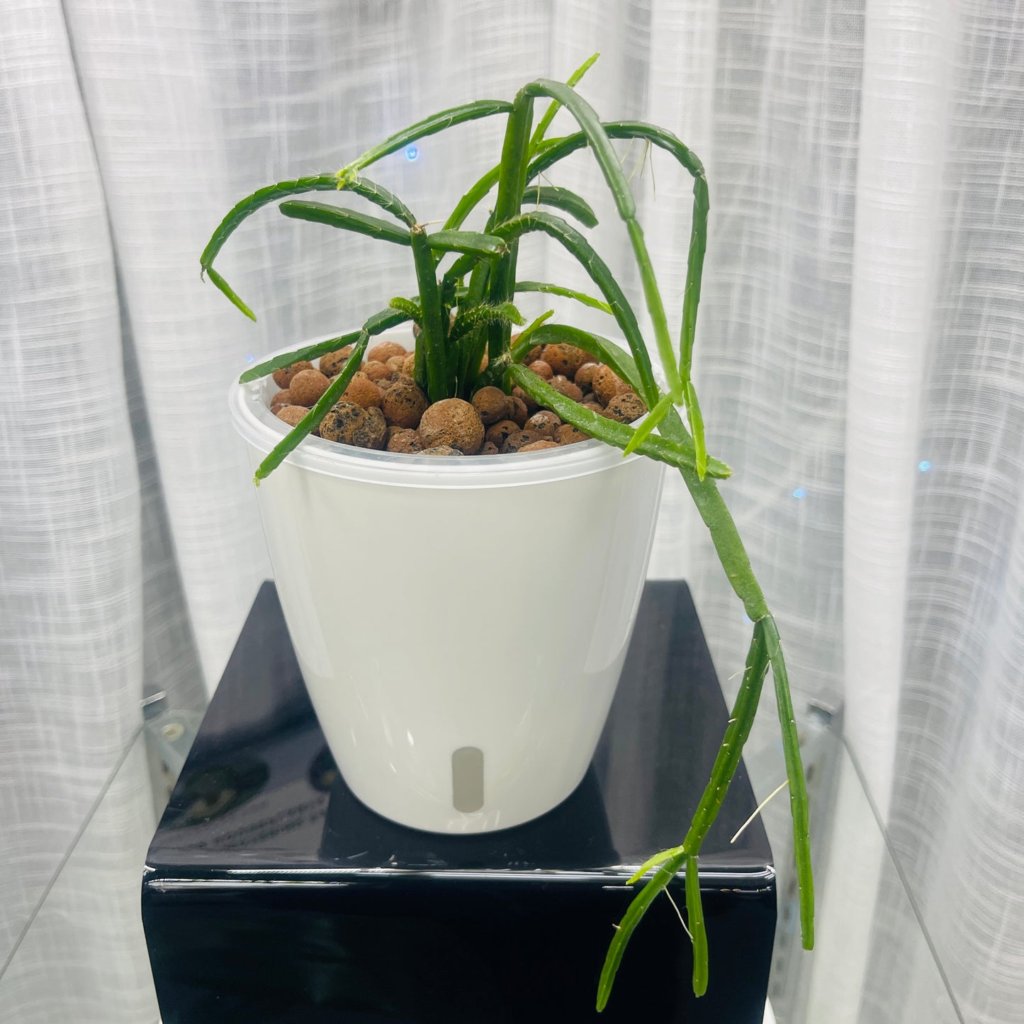 Rhipsalis Cacti Paradoxa,  Pre-Planted