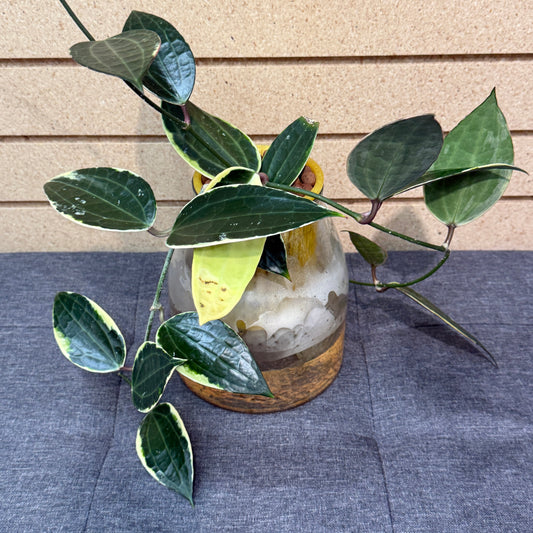 Hoya Macrophylla Variegated Self-Watering Vase, Pre-Planted