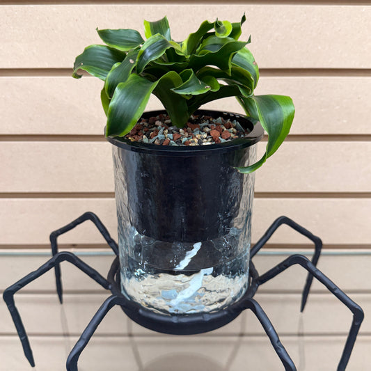 Dracaena Tornado Self-Watering Vase Spider, Pre-Planted