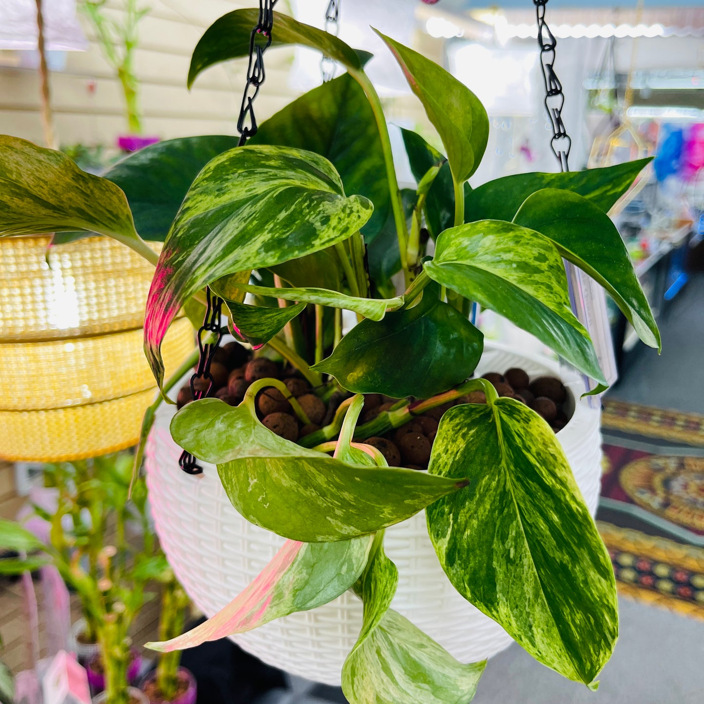 Pothos Golden Hanging White Pot,  Pre-Planted