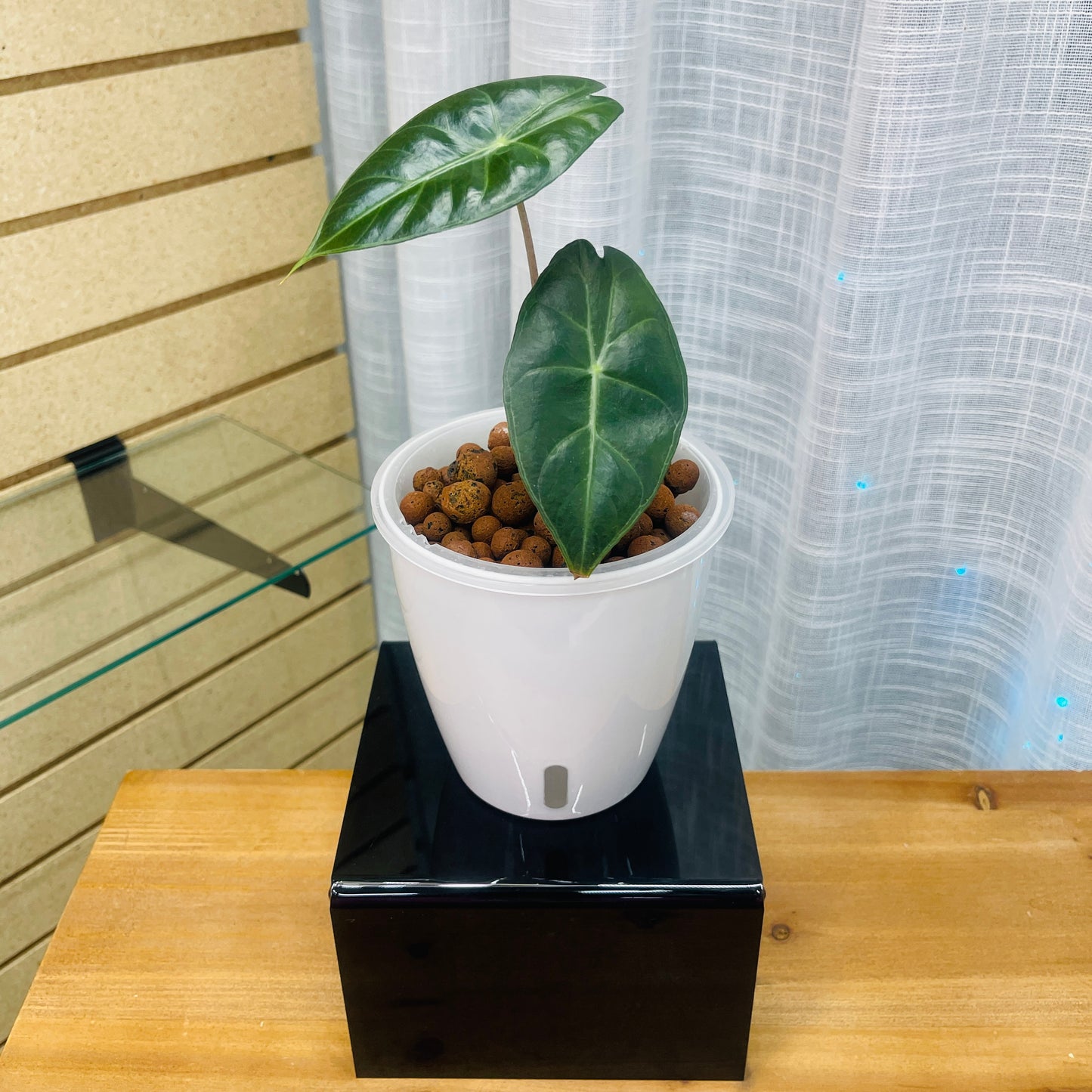 Alocasia Pink Dragon, Pre-Planted