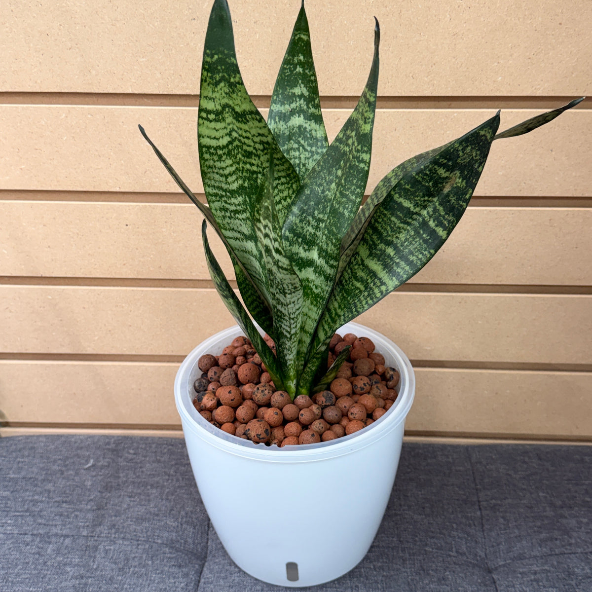 Sansevieria Snake Plant Green Stripe 7 Inch, Pre-Planted