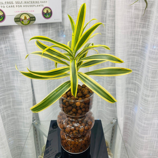 Dracaena Song of India Clear Vase, Pre-Planted