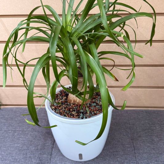 Ponytail Palm (Beaucarnea Recurvata) 7 Inch, Pre-Planted