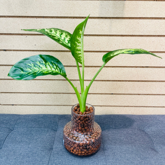 Dieffenbachia Tropical Snow Textured Vase, Pre-Planted