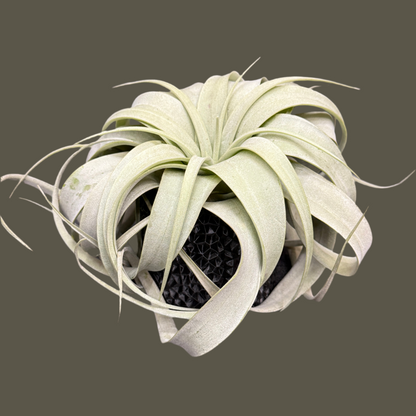 Air Plant Large with Textured Black Pot