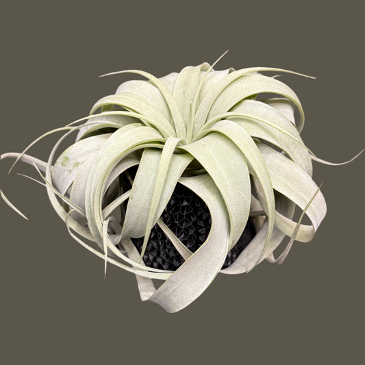 Air Plant Large with Textured Black Pot