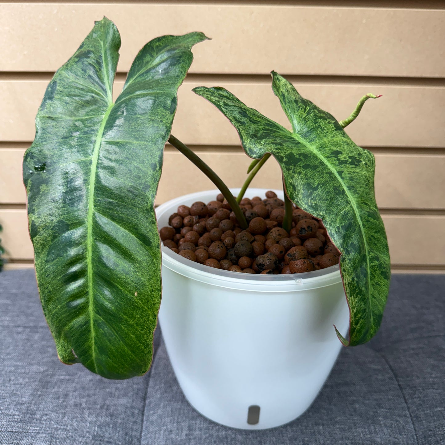 Philodendron Paraiso Verde 7 Inch, Pre-Planted