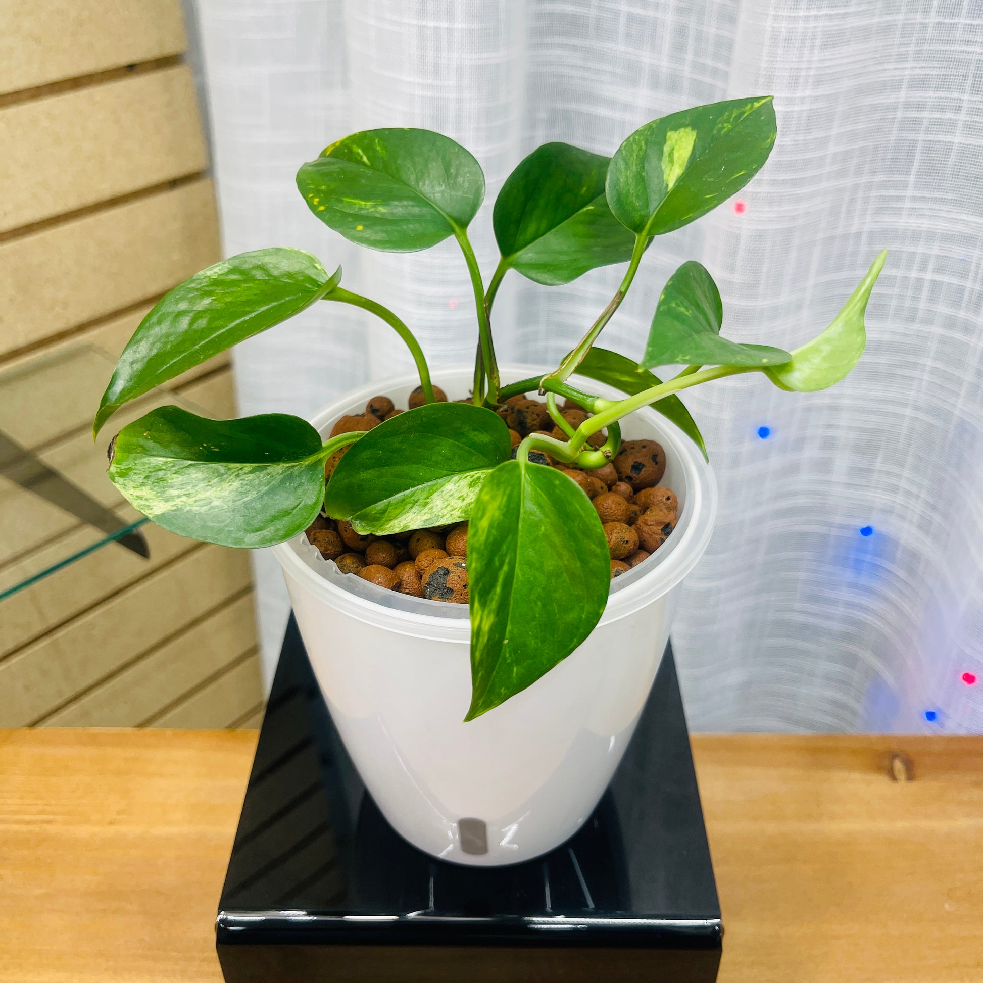 pothos planta Pothos Golden, Pre-Planted – LV Plantas