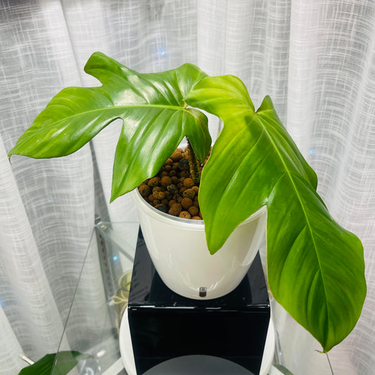 Philodendron Squamiferum Fuzzy Petiole 7 Inch, Pre-Planted