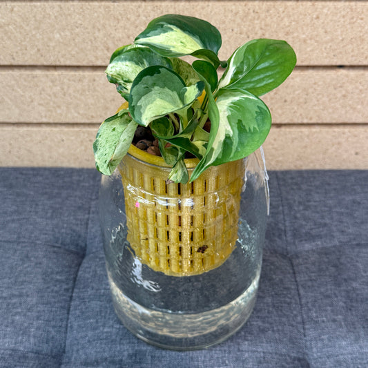 Pothos Manjula Self-Watering Vase, Pre-Planted