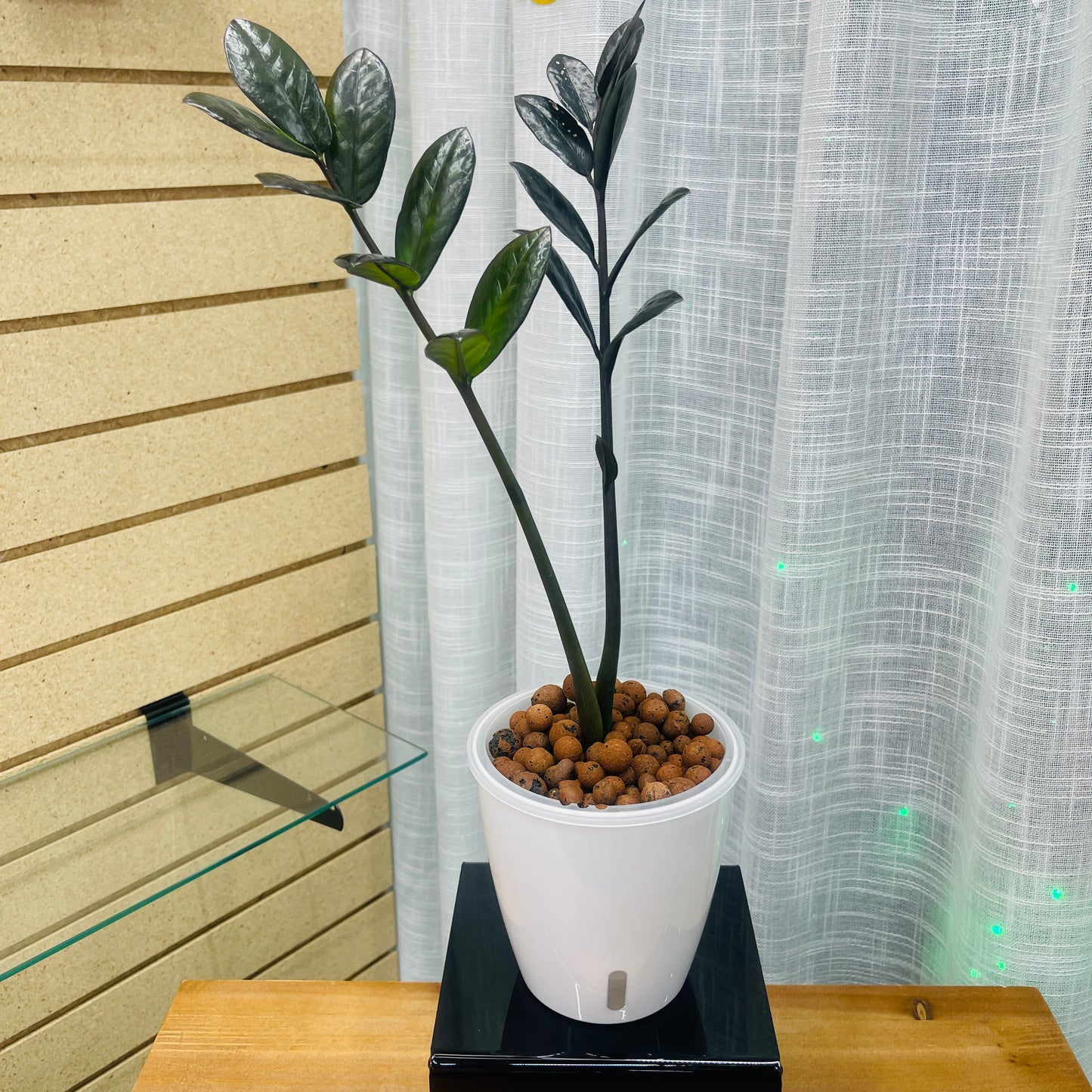 ZZ Raven Zamioculcas Zamiifolia, Pre-Planted