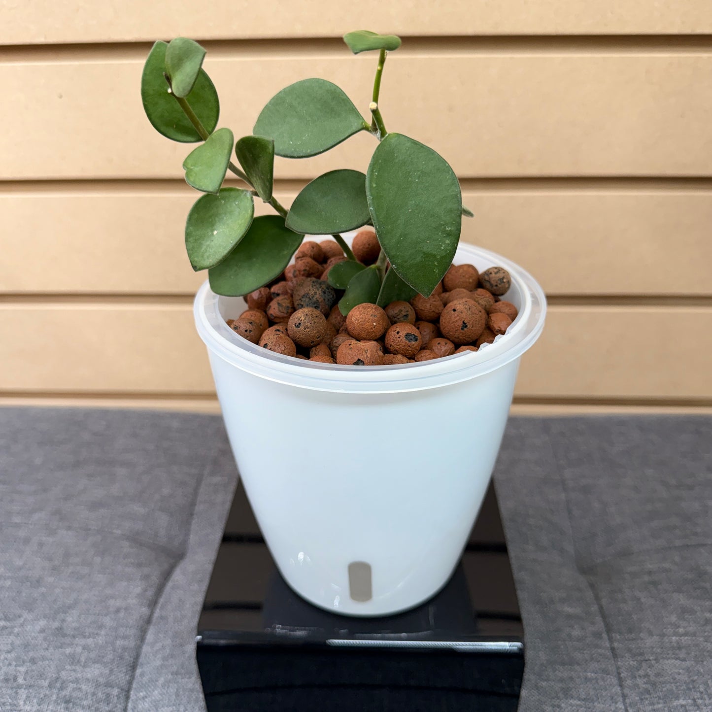 Hoya Coin Leaf Nummularioides, Pre-Planted