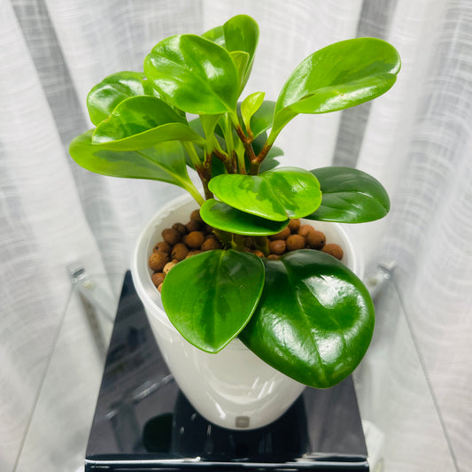 Peperomia Obtusifolia Lemon Lime, Pre-Planted