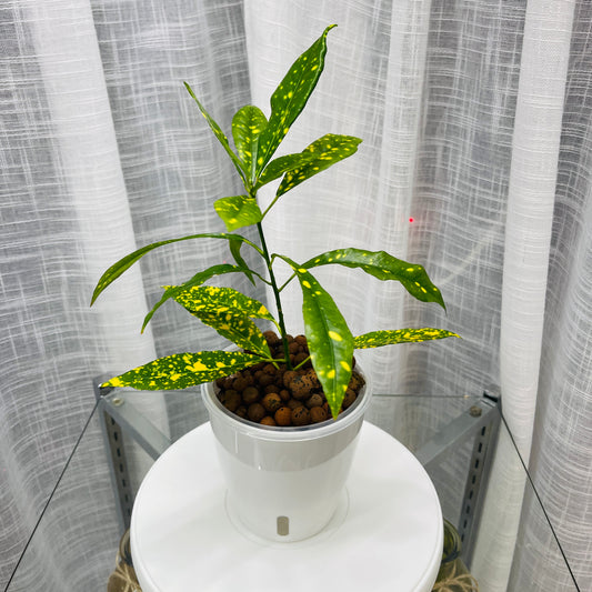 Croton Gold Dust, Pre-Planted