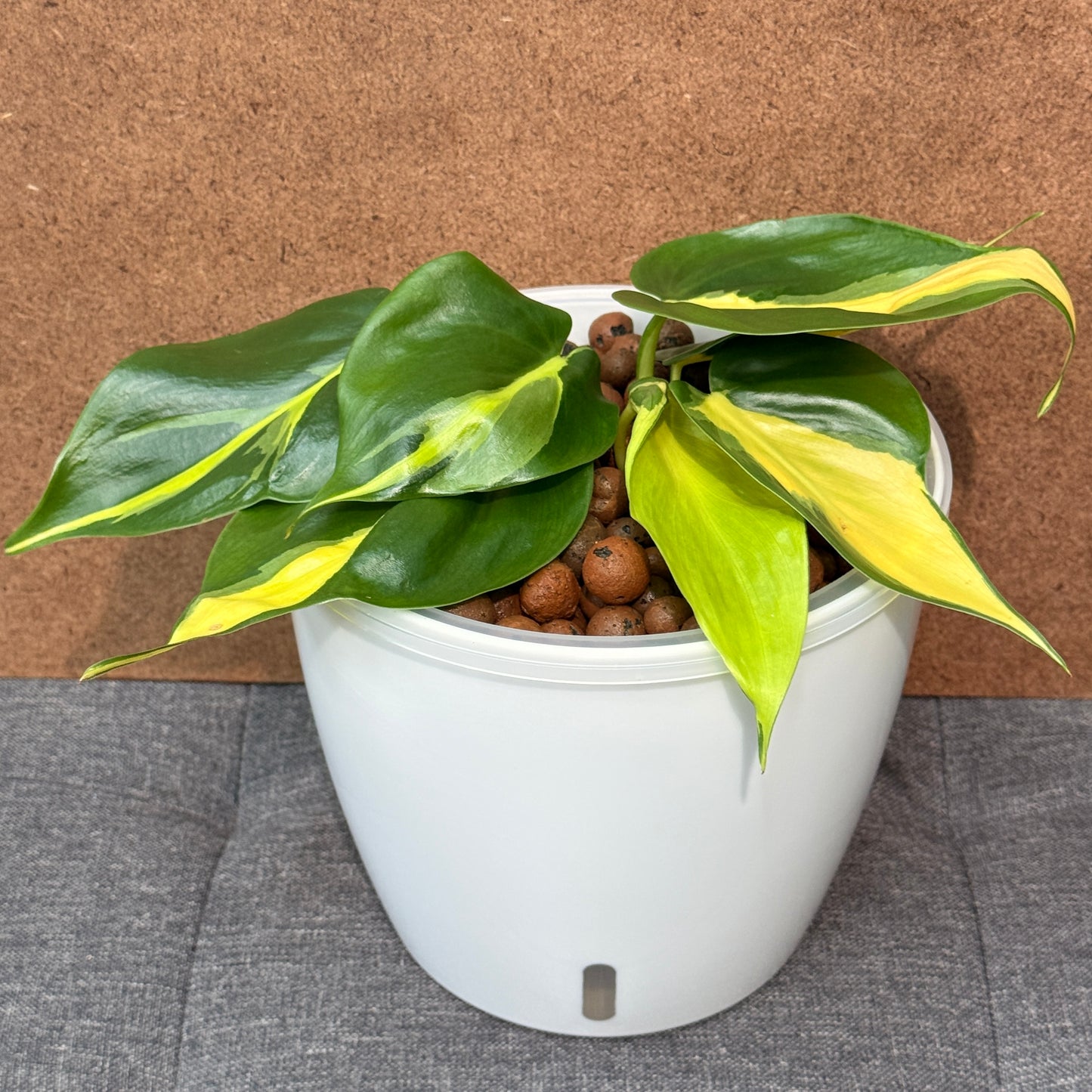 Philodendron Brasil 7 Inch,  Pre-Planted