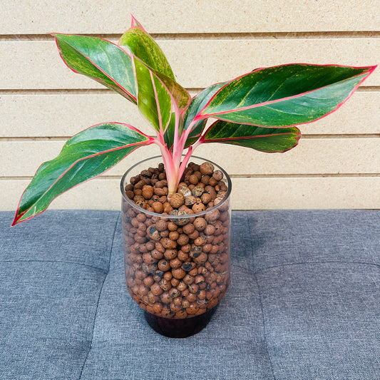 Aglaonema Siam Aurora Tinted Pedestal Vase, Pre-Planted