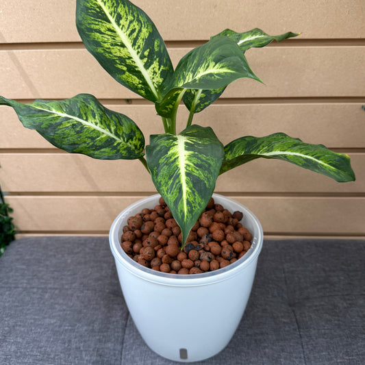 Dieffenbachia Sublime 7 Inch, Pre-Planted