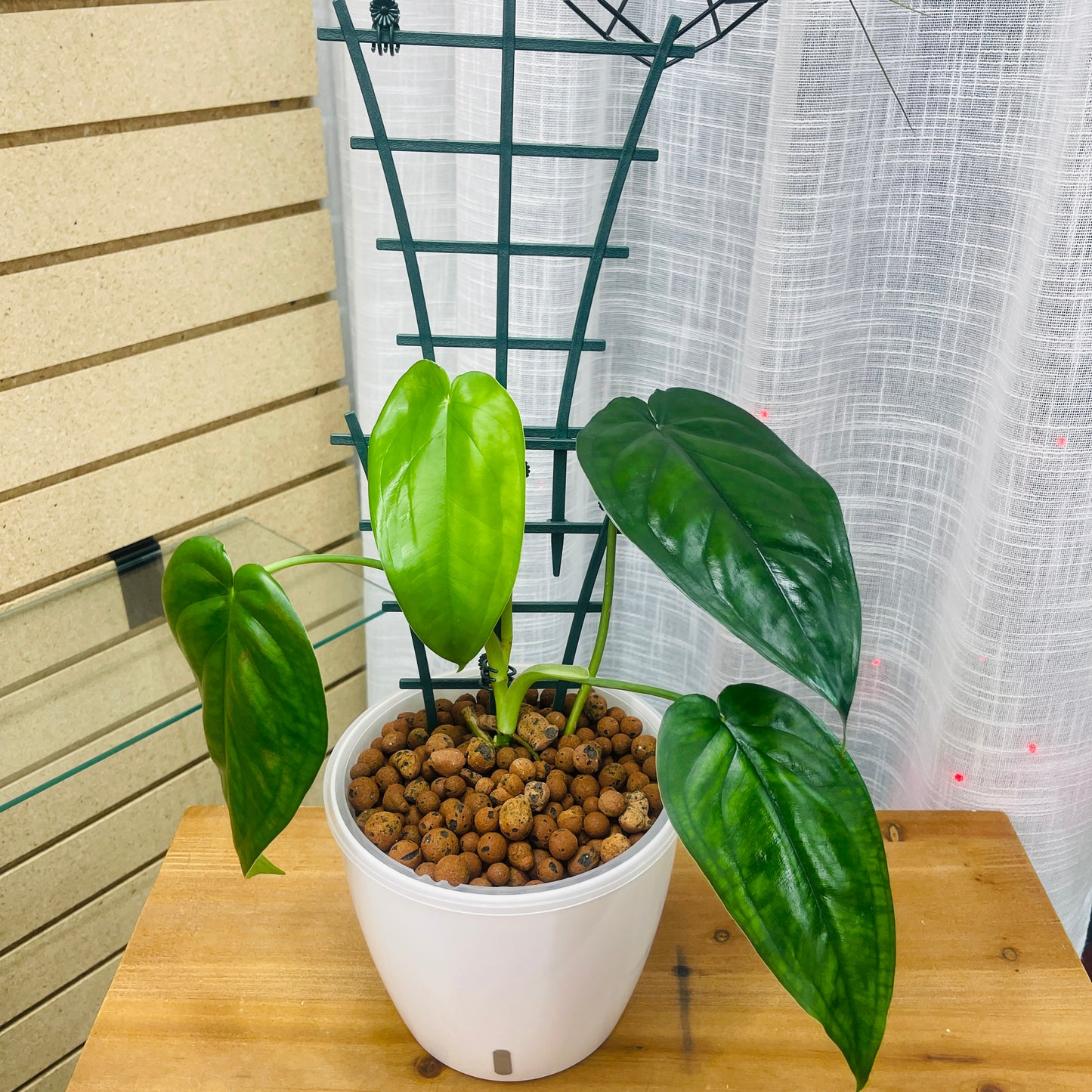 Syngonium Chiapense 7 Inch with Trellis, Pre-Planted