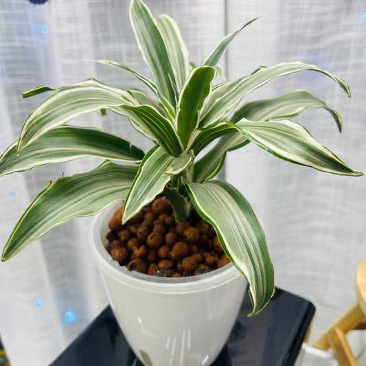 Dracaena Warneckii Compacta, Pre-Planted