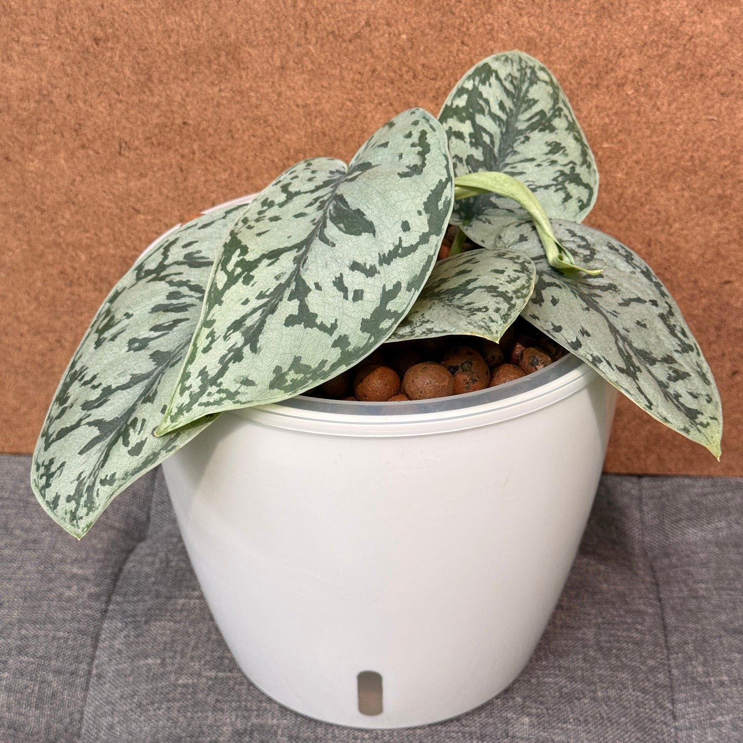 Scindapsus Silver Lady 7 Inch, Pre-Planted