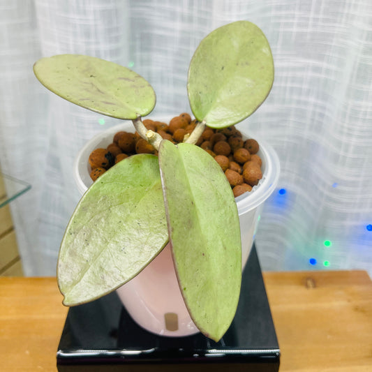 Hoya Silver Dollars,  Pre-Planted