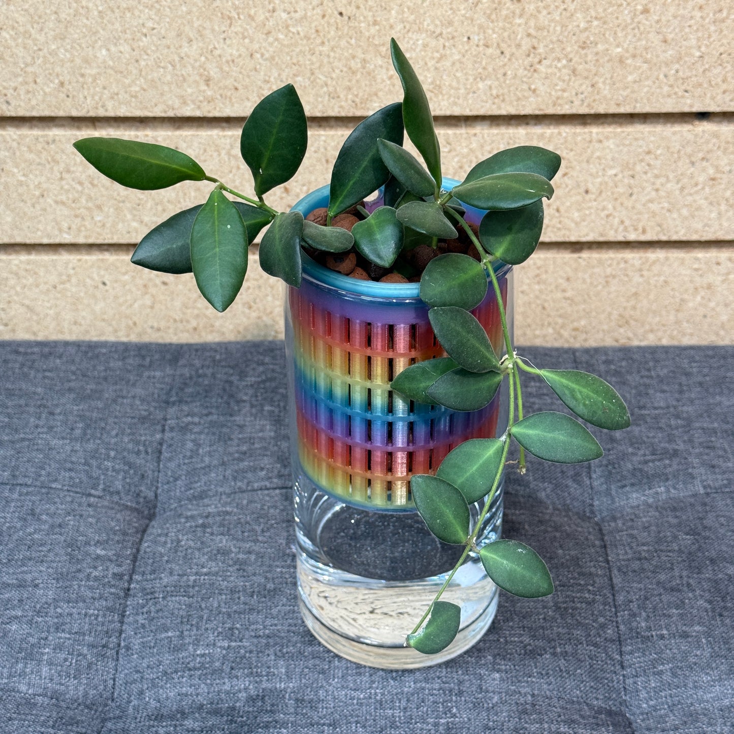 Hoya Burtoniae Self-Watering Vase S, Pre-Planted