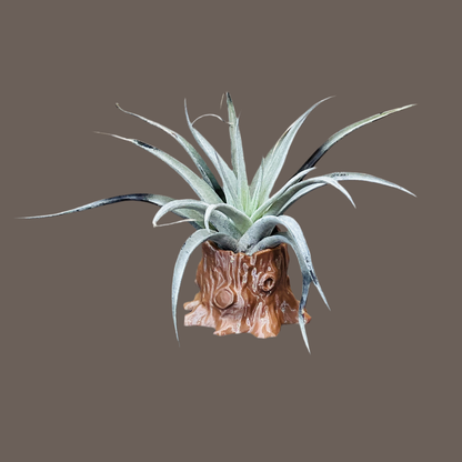 Air Plant & Table Top Pot - Tree Stump Pot