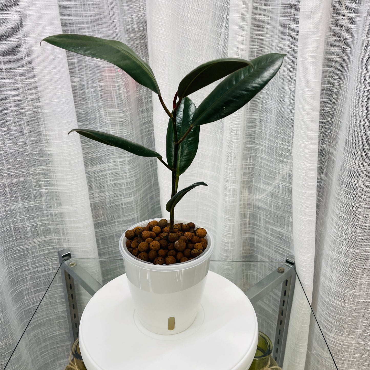 Ficus Rubber Tree Burgundy, Pre-Planted