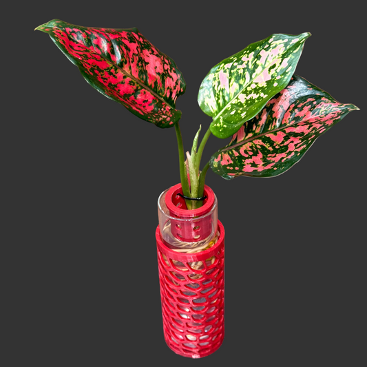 Aglaonema Valentine Decor Vase, Pre-Planted