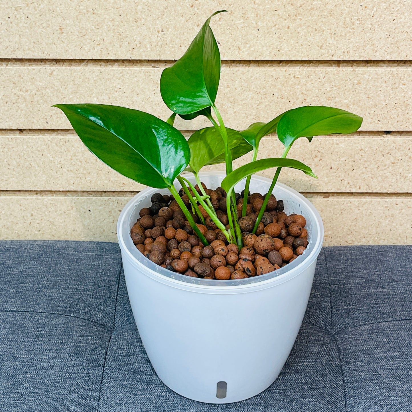 Pothos Hawaiian 7 Inch,  Pre-Planted