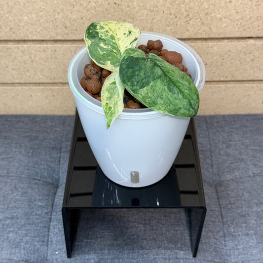 Scindapsus Jade Satin Marble,  Pre-Planted