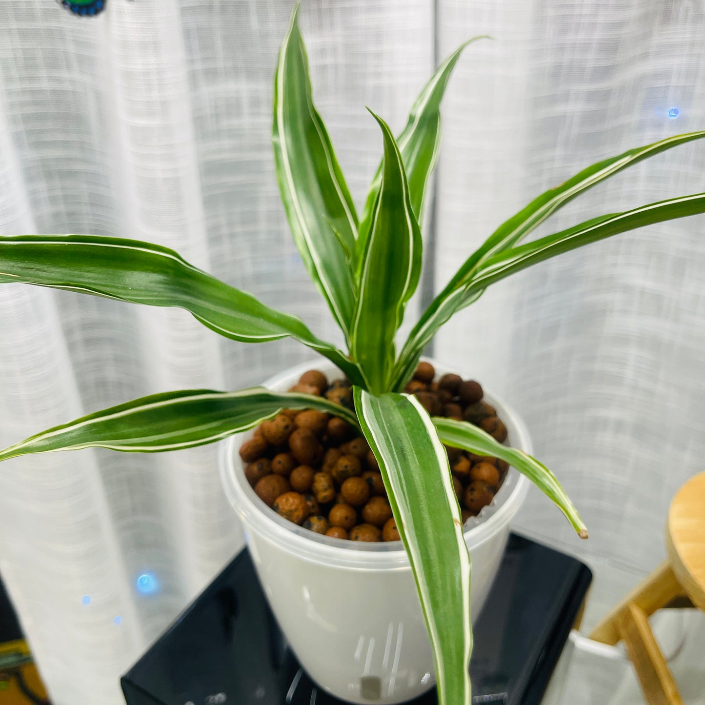 Dracaena Warneckii Tips, Pre-Planted